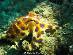 This was my first encounter with a blue ring octopus and ... by Debbie Marks 